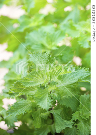 青ジソの葉 23813238