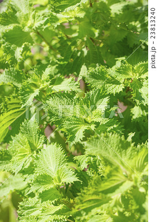 青ジソの葉 23813240