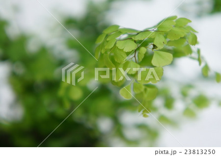 アジアンタム アジアンタム 23813250