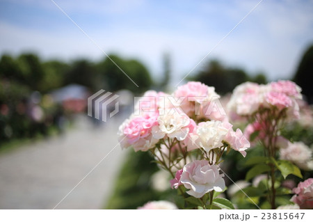 薔薇(バラ) 薔薇(バラ) 23815647