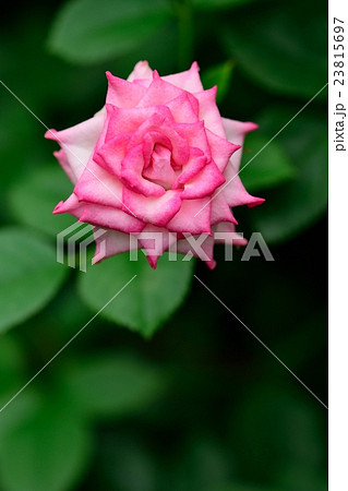 バラの花のクローズアップ 23815697