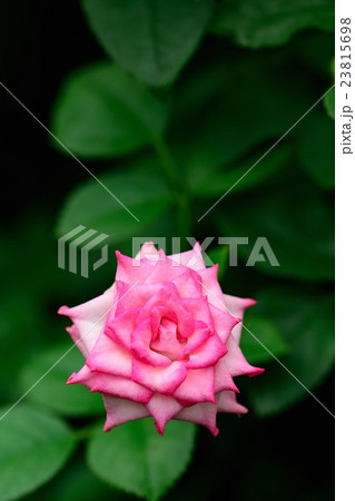 バラの花のクローズアップ 23815698