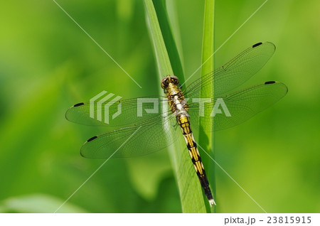 dragonfly　草原の草にとまる美しいトンボ 23815915