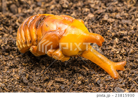 雄のカブトムシの蛹の写真素材