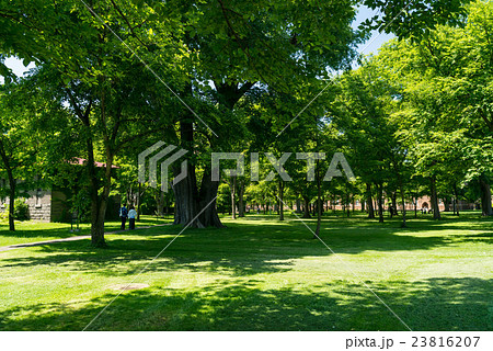 北海道大学 エルムの森 北海道大学 エルムの森 23816207