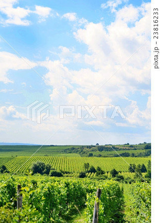 Sobes vineyard in South Moravia near Znojmo. 23816233