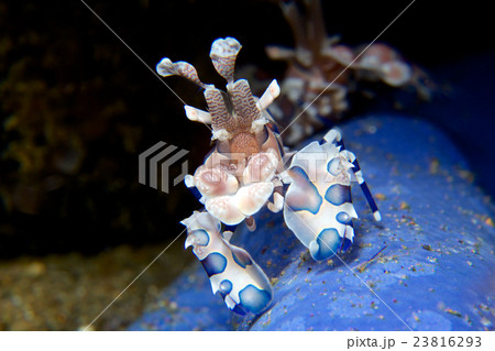 フリソデエビ フリソデエビ 23816293