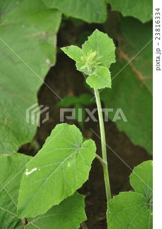 オヤマボクチ蕾 23816334
