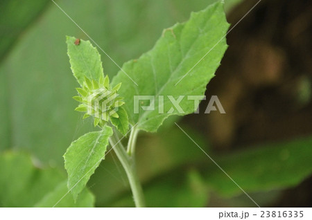 オヤマボクチ蕾 23816335