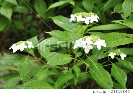 山紫陽花 山紫陽花 23816349