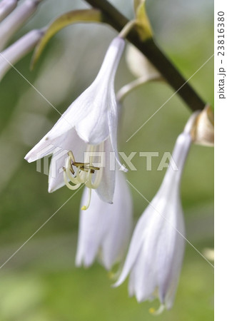 オオバギボウシ 23816380