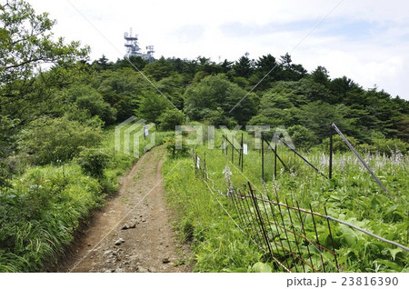 三ツ峠山の草原と開運山 23816390