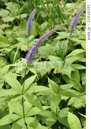 クガイソウ クガイソウ 23816391