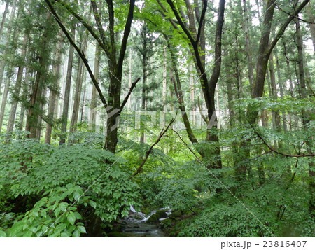 花園渓谷 花園渓谷 23816407