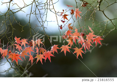 Japanese Maple leaves in autumn 23816555