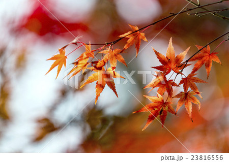 Japanese Maple leaves in autumn 23816556