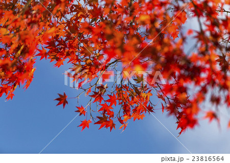 Japanese Maple leaves in autumn Japanese Maple leaves in autumn 23816564
