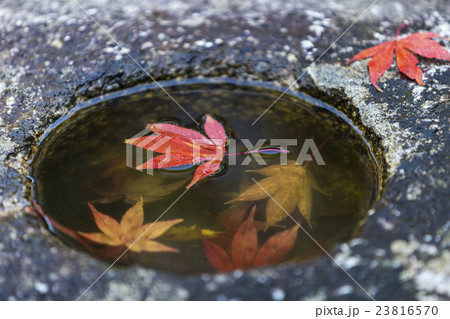 Japanese Maple leafs in the rock hole Japanese Maple leafs in the rock hole 23816570