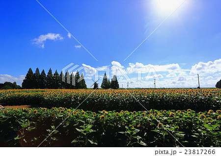あけぼの山農業公園の夏風景 23817266