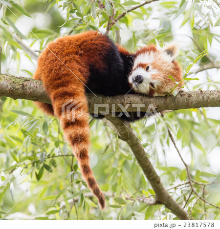 Red Panda, Firefox or Lesser Panda 23817578