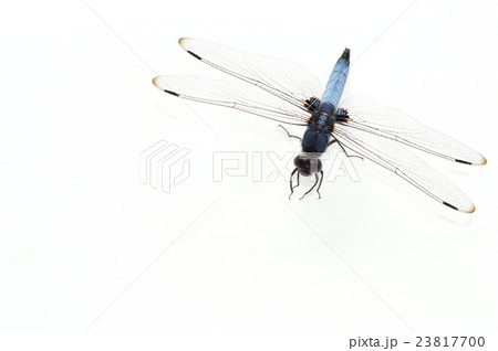 シオカラトンボのオス 白背景 シオカラトンボのオス 白背景 23817700