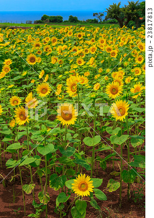 雲仙市愛野町のひまわり畑 23817813
