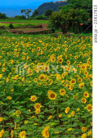 雲仙市愛野町のひまわり畑 雲仙市愛野町のひまわり畑 23817815