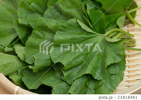 オカノリ　野菜 23818461
