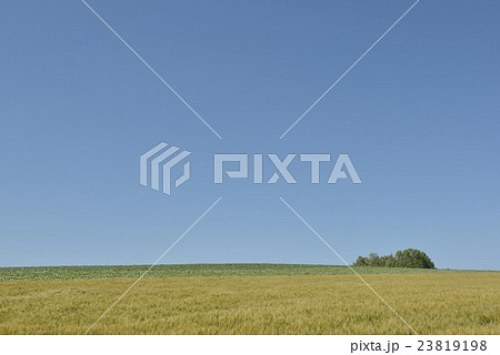 北海道の小麦畑 23819198