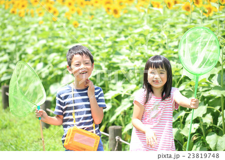 ひまわり畑に立つ小学生男女 23819748