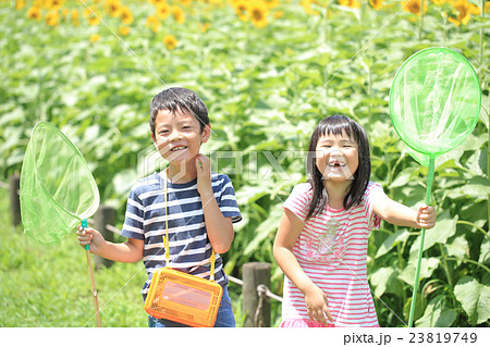 ひまわり畑に立つ小学生男女 23819749
