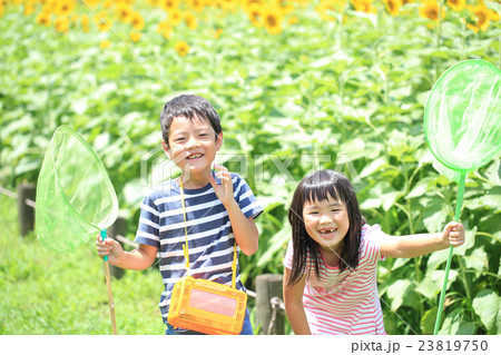 ひまわり畑に立つ小学生男女 ひまわり畑に立つ小学生男女 23819750