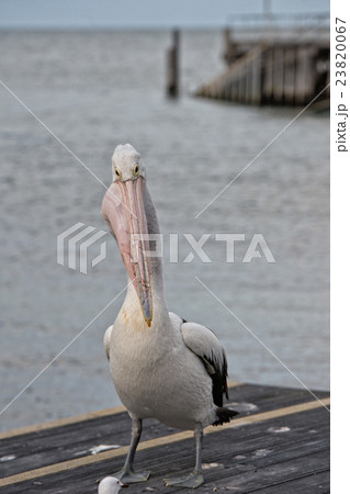 Pelican close up portrait on the beach Pelican close up portrait on the beach 23820067