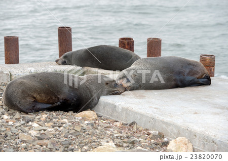 Australia Fur seal close up portrait 23820070