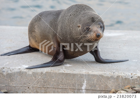 Australia Fur seal close while growling 23820073