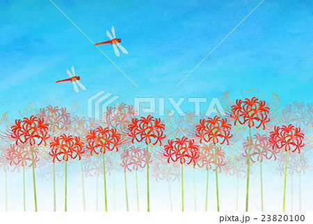 彼岸花と赤トンボ 23820100