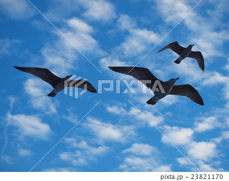 空高く羽ばたく鳥たちの写真素材