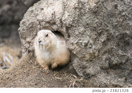 black-tailed prairie dog 23821326