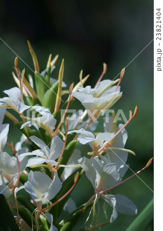 生姜ショウガ　花言葉は「豊かな心」 23821404