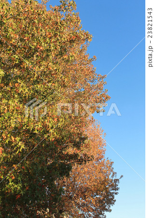 ロサンゼルスのアメリカフウの紅葉 ロサンゼルスのアメリカフウの紅葉 23821543