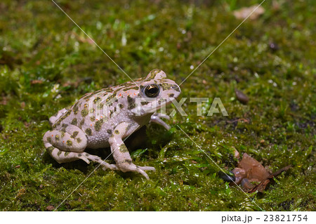 Young green toad (Bufotes viridis) Young green toad (Bufotes viridis) 23821754