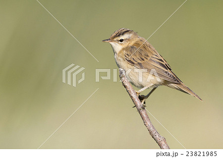 Sedge warbler (Acrocephalus schoenobaenus) 23821985