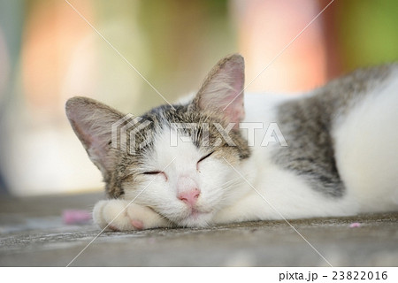 Sleeping cat with low angle view Sleeping cat with low angle view 23822016