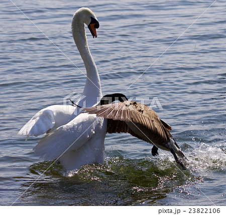 Amazing image of epic fight between goose and swan Amazing image of epic fight between goose and swan 23822106