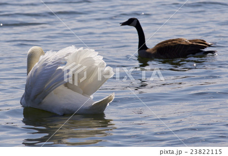 Contest between a swan and a Canada goose 23822115