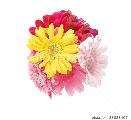 ガーベラとジニアの花束の写真素材