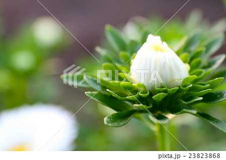 アスター 23823868