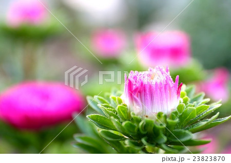 アスター 23823870