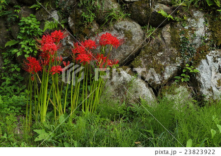 大内氏遺跡 凌雲寺跡 ヒガンバナ 大内氏遺跡 凌雲寺跡 ヒガンバナ 23823922