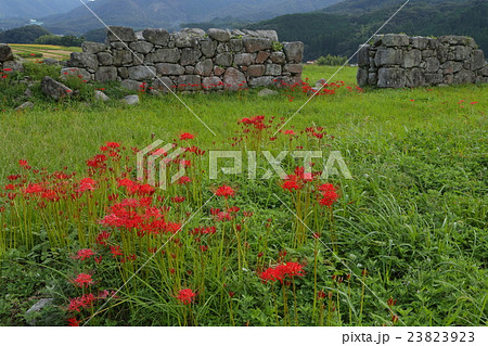 大内氏遺跡　凌雲寺跡　ヒガンバナ 23823923